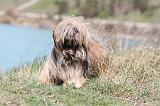 LHASSA APSO 078